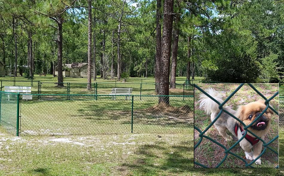 are dogs allowed in georgia state parks