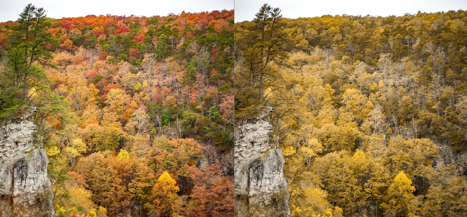 Side-by-side comparison of a Georgia landscape in full color on the left and an illustrative color vision deficiency simulation on the right