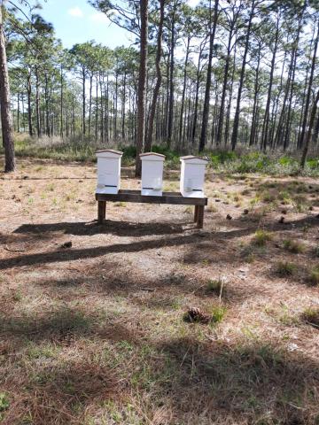 20210320 new hives.jpg